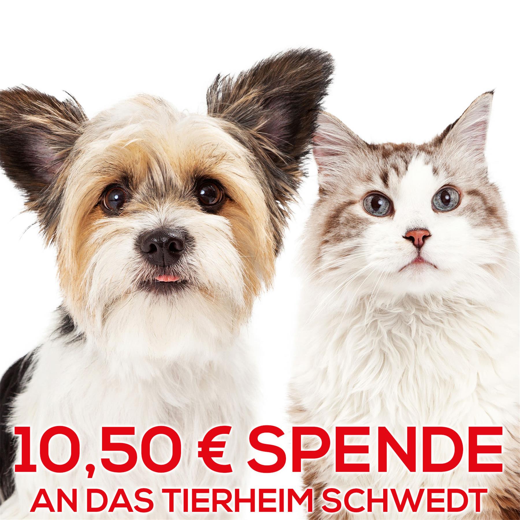 Wir unterstützen für Sie das Tierheim Schwedt/Oder mit 10,50€ - Vielen lieben DANK!, Hund, Säugetier, Haustier, Katze